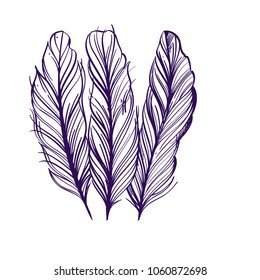 Set of monochrome vector feathers isolated on white background