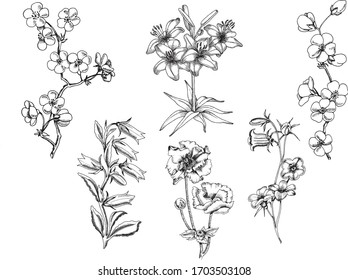 Set monochrome vector flowers hand drawn illustration.