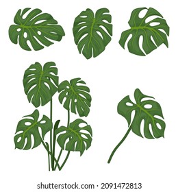 Set of monstera flower leaves. Vector graphics on a white background.