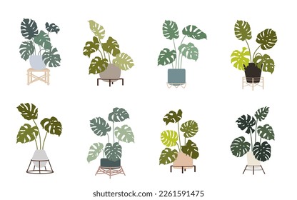 Set of monstera in flower pots on stands.Vector flat graphics.