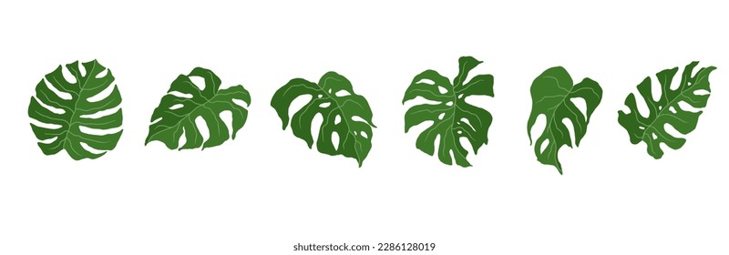 Set of monstera green leaves.Vector graphics.