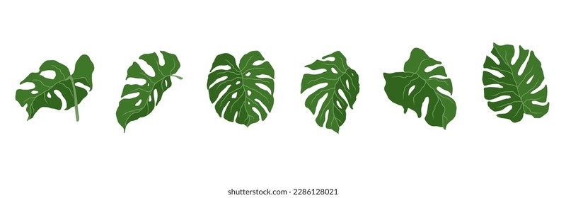 Set of monstera green leaves.Vector graphics.
