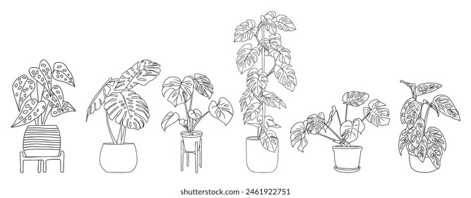 Conjunto de Monstera Houseplant esbozan dibujos. Flores exóticas de interior en arte de la línea de macetas para el hogar Planes interiores, diseño. Ilustraciones vectoriales aisladas sobre fondo blanco.