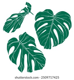 set of monstera leaf illustrations, detailed close up of tropical plant leaves, jungle or botanical garden element