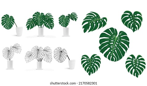 set of monstera leaf in white vase, decorative plant rainforest, vector illustration