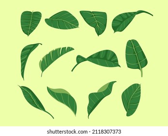 Set of monstera leaves clipart. Tropic botanical palm leaf collection.