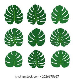 Set of monstera leaves isolated on white background. Vector illustration.
