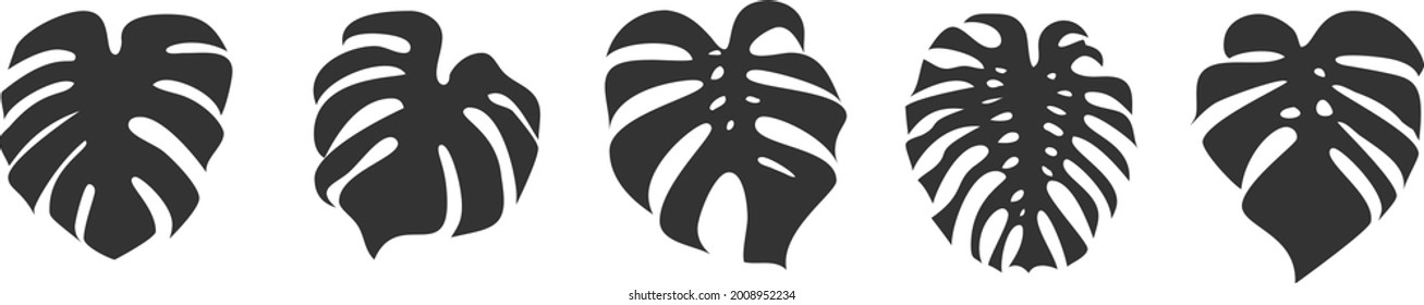 set of monstera leaves isolated on white background, vector illustration