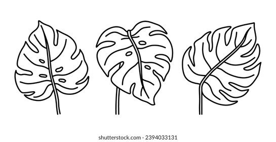 Conjunto de hojas de monstera aisladas en un fondo blanco. Ilustración de vectores dibujada a mano en estilo doodle. Perfecto para el logotipo, las tarjetas, la decoración y los distintos diseños. Pieza botánica.