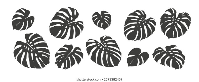 Set of monstera leaves. Tropical vector illustration. Silhouettes isolated on white background. Black and white design. Collection of monochrome elements. 