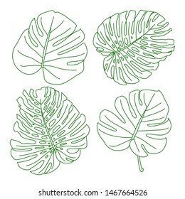 Set of monstera leaves vector illustration