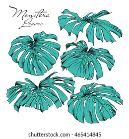Set of a Monstera leaves. Vector illustration.