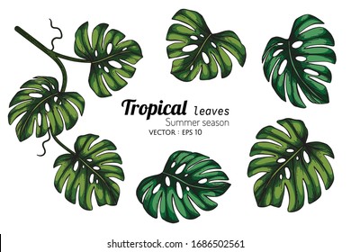 Set of Monstera Tropical leaf drawing illustration with line art on white backgrounds.











