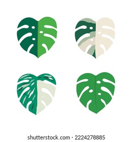 Set Monstera Variegata leaves. Vector illustration isolated