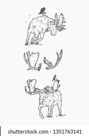 Set of Moose Illustrations (Outline) 