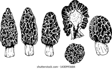 Set of morel edible mushrooms engraving style vector illustration isolated on white background. Collection of edible mushrooms morel