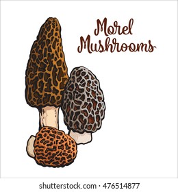 Set of morel edible mushrooms sketch style vector illustration isolated on white background. Collection of edible mushrooms morel