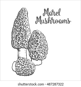 Set of morel edible mushrooms sketch style vector illustration isolated on white background. Collection of edible mushrooms morel