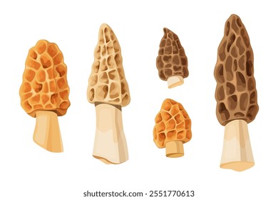 Conjunto de cogumelos morel em várias formas e tamanhos. Ilustração com objetos isolados.