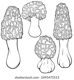 Conjunto de colmenillas de setas. Morel esponjoso. Hongo comestible de otoño del bosque. Ilustración vectorial dibujada a mano estilo garabato. Línea de arte gráfico de alimentos saludables aislados en blanco. Diseño para libro de colorear