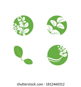 Set of Moringa leaf Logo Templates, nature vector symbol