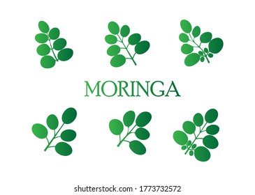 Conjunto de hojas de moringa ilustración vectorial. Hortalizas de hoja de moringa. Utilizado para el diseño del logotipo. Eps 10 