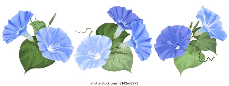 Set of morning glory (Ipomoea) flowers, hand drawn vector illustrations, isolated on white.