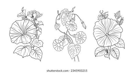 Set of Morning Glory line art drawings. September birth month flower Petunia. Hand drawn monochrome black ink outline vector illustrations isolated on white background for tattoo, logo, wall art