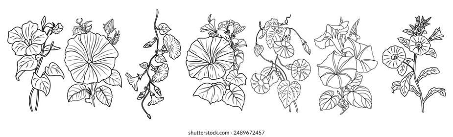 Set of Morning Glory line art drawings. September birth month flower Petunia. Hand drawn monochrome black ink outline vector illustrations isolated on white background for tattoo, logo, wall art.