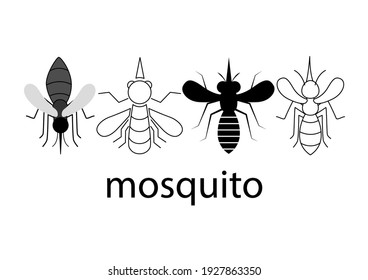 Set of mosquito on white background, macro of a Mosquito, Aedes Aegypti. Vector illustration.