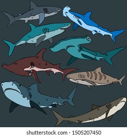 Sharks Variety Blue Tiger Whale Hammerhead Stock Illustration 1024537546