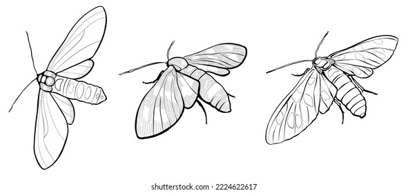 Set, moth butterfly. Black and white sketch. Illustration graphic.