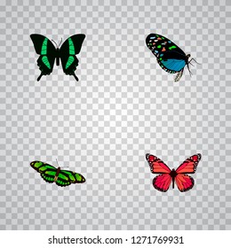 Set of moth realistic symbols with birdwing, pink-wing, tropical moth and other icons for your web mobile app logo design.