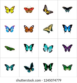 Set of moth realistic symbols with morpho aega, polyommatus icarus, tailed-blue and other icons for your web mobile app logo design.