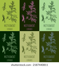 A set of Motherwort LEONURUS in various color compositions. Medicinal meadow herbal sedative plant. Used in cooking, medicine, cosmetology and other industries. Hand drawn vector illustration.

