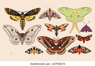 Set of moths and butterflies