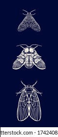 Set of moths illustration, hand drawing, engraving, ink, line art, vector
