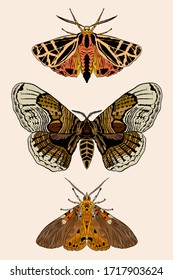 Set of moths vector illustration. Line art