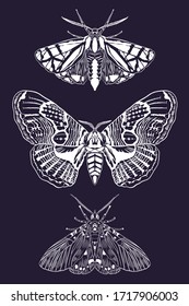 Set of moths vector illustration. Line art