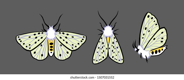 Set of moths. White ermine moth. Insect collection. Halloween illustration.