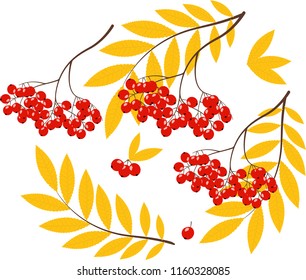 set of mountain ash and rowan berries