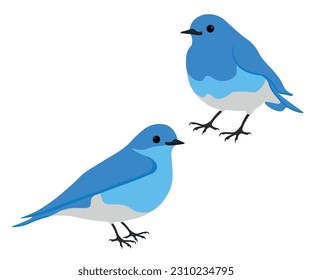 Set of Mountain bluebird bird. Sialia currucoides isolated on white background. Small thrush. Vector illustration.