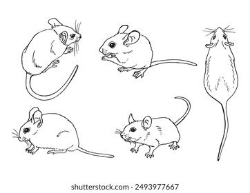 Set of mouse. Hand drawn vector illustration.