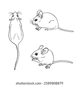 Set of mouse. Hand drawn vector illustration.