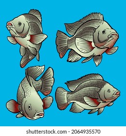 Set of mozambique tilapia fish for premium vector