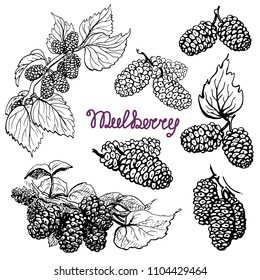 Set Mulberry. Hand drawn sketch graphics elements,black and white