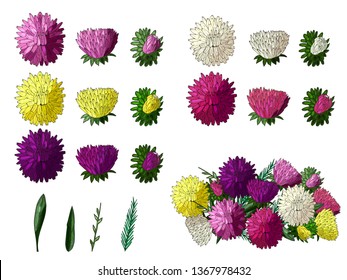 Set of multicolored aster flowers. Yellow, pink, purple, white, red summer flowers. Spring and summer asters. A bouquet of colored asters. Isolated objects on white background.