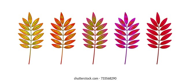 Set of multi-colored autumn leaves of mountain ash. Ashberry leaves. Vector illustration on white background.