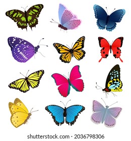 Set of multicolored butterflies. Vector illustration isolated on the white background.  