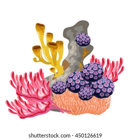 Set of multicolored coral polyps, isolated on white background. The life and growth of coral reefs. Vector illustration.